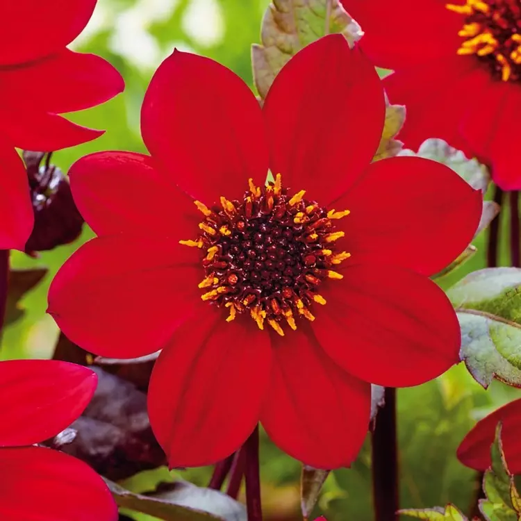 Dahlia Dark Leaf Fire Ice de Jager